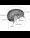 Pituitary Gland