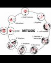 Cell Mitosis