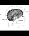 Pituitary Gland