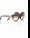 Myrte Sunglasses